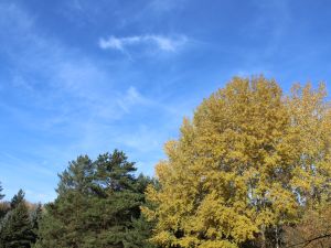 Cirrus und Herbstlaub
