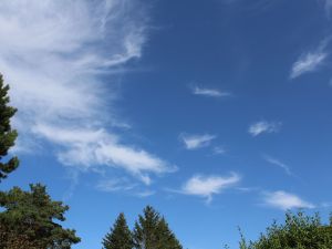 und schon wieder Cirrus in verschiedenen Arten