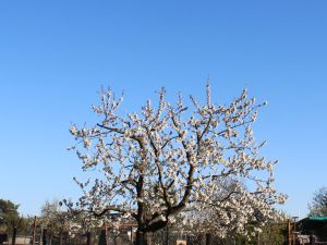 Apfelblüte unter blauem Himmel
