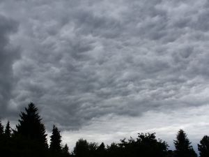 Stratocumulus stratiformis opacus mammatus