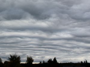 ist das die Unterart asperitas?