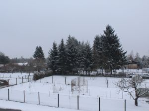 eine d&uuml;nne Schneedecke Mitte Februar