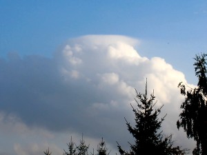 niedriger pileus