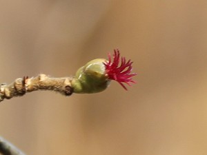 Blüte der Haselnuss - Beginn des Vorfrühlings