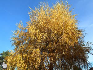 Goldene Birke im Oktober