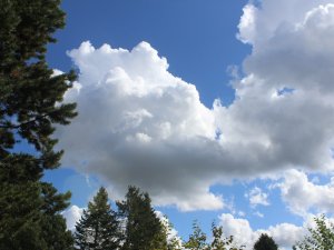 Cumulus mediocris